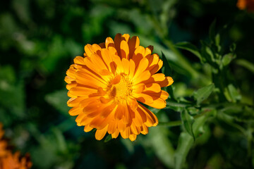 Orange marigolds on a green background