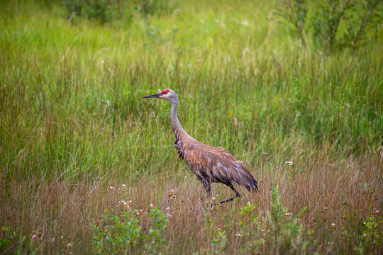 A sandhill crane in the grass.