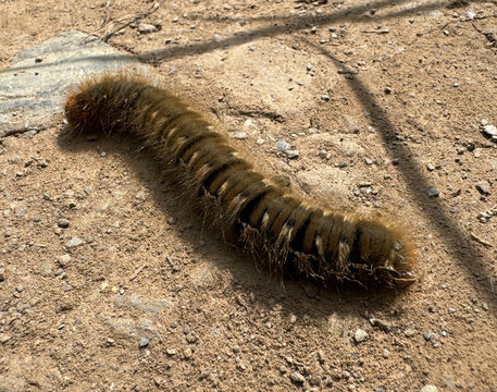 caterpillar on the ground
