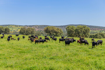 black bulls in a bull farm