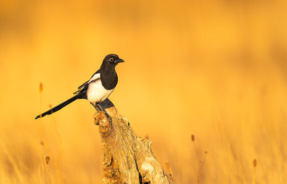 Magpie Perched On A Tree Trunk With A Beutiful Golden Background  