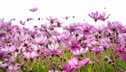 Naklejka premium flower field border isolated on white background