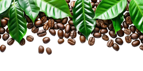 Fresh Brown Roasted Coffee Bean with Green Leaves Isolated on Transparent Background PNG with Cut Out Copy Space for Food Design.