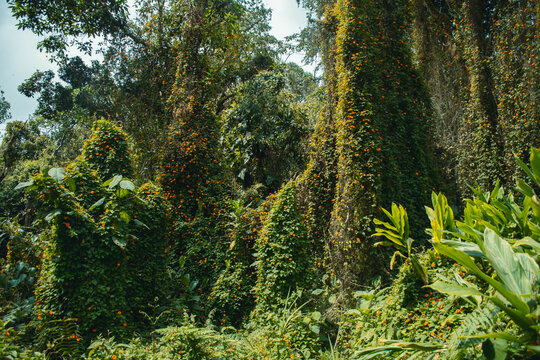  Tropical Forest Covered in Eye of the Poet Flowers