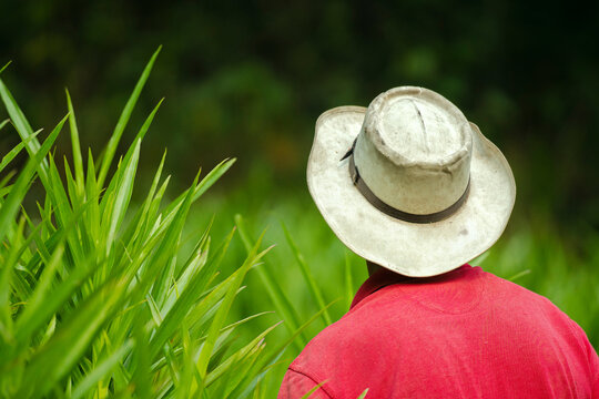 Portrait of a farmer with his back turned