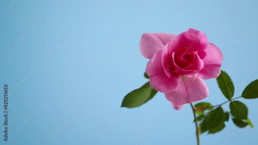 Poster beautiful pink rose on a blue background