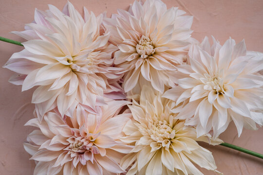 Close-up of pale pink dahlias in full bloom
