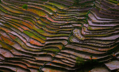 Beautiful terraced paddy field and mountain landscape 