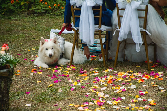 Samoyed Pet Ring bearer at Wedding Celebration