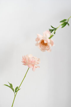 Pale pink flowers on a minimal background