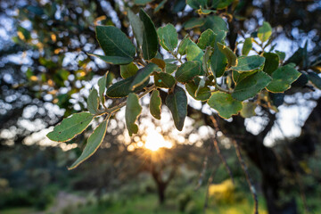 holm oak, archaeological site of El Pozuelo, municipal district of Zalamea la Real, Huelva, Andalusia, Spain