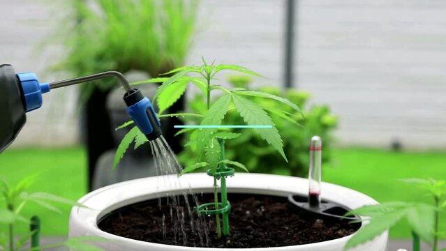 Marihuana Cannabis Video Outdoor Aufzucht bew&auml;ssern video mit text