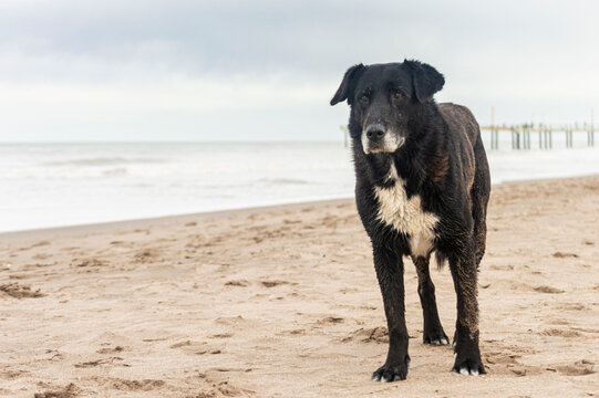 black dog on the beach