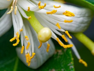 lemon flower closeup macro photograph. Green trees with ripe yellow lemons and flowers. Fresh...