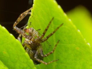 Turf running crab spider sat on a plant eating a fly