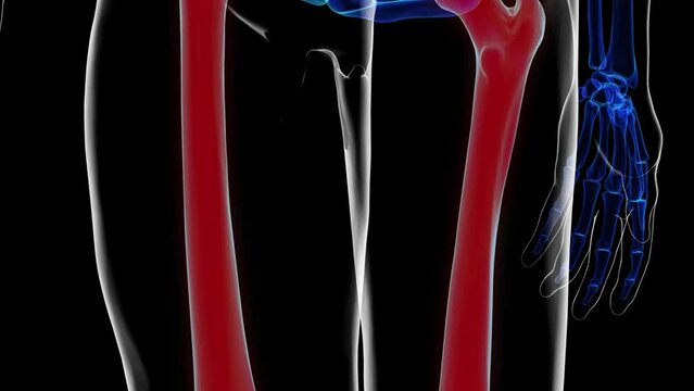 Femur bone anatomy for medical Concept 3D rendering