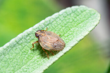 Selective focus on Issid planthopper on a leaf, Issus Coleoptratus