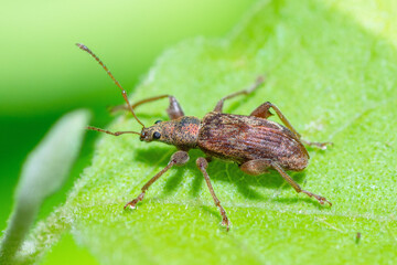 Broad-nosed weevil on a leaf, genus Phyllobius