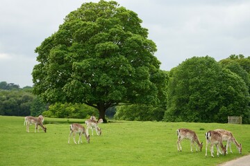Stunning sycamore tree with wild Fallow Deer in the Kent countryidse, UK. 