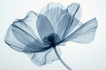 A blue poppy flower with a stem is shown in a monochromatic photo