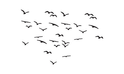 Flying Birds Vector And Illustration. 