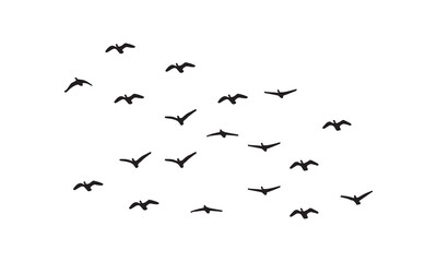 Flying Birds Vector And Illustration. 