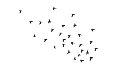 Flying Birds Vector And Illustration. 