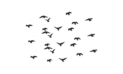 Fototapeta premium Flying Birds Vector And Illustration. 
