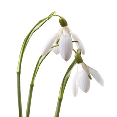 Snowdrop, transparent background, isolated image, generative AI