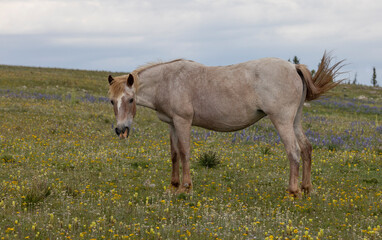 Fototapeta premium Wild Horse in the Pryor Mountains Montana in Summer