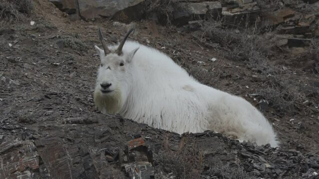 Closeup Of Rocky Mountain Goat Resting On Slope In Yukon, Canada.