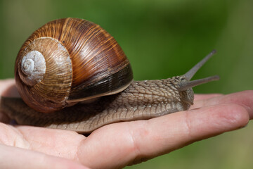 A snail on a child's hand