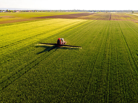 Drone shot of a red tractor fertilizing a lush green wheat field under the golden light of dusk