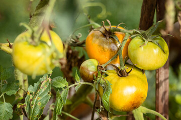 Tomatoes with Late Blight. Phytophthora infestans. Plant Tomato Diseases, Tomato Fungal Disease. 