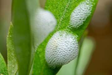 White foam that looks a bit like frothy spit is a familiar sight to gardeners. Inside is the nymphal leaping insect, the frog hopper....also known as the spittlebug