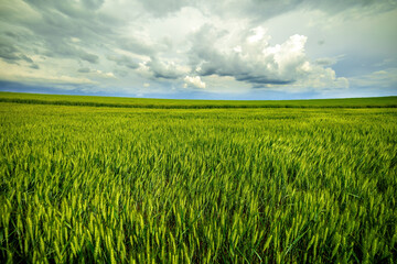 Expansive green wheat field stretching under a dramatic cloudy sky, epitomizing serene agriculture