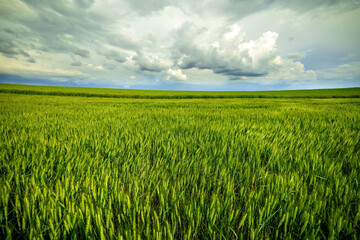 Expansive green wheat field stretching under a dramatic cloudy sky, epitomizing serene agriculture