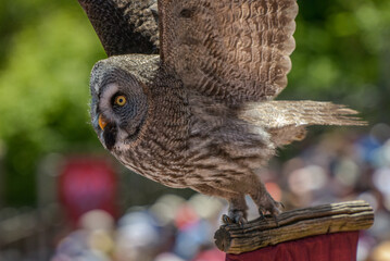 view of a great gray owl during a falconry show