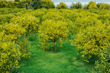 Expansive lemon orchard in lush Mediterranean setting