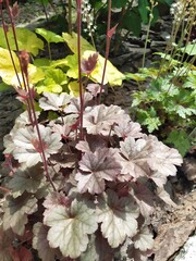 Ornamental perennials in the garden, heuchera with beautiful colored leaves.