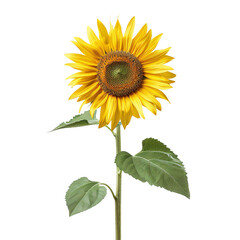 Obraz premium Sunflower, transparent background, isolated image, generative AI