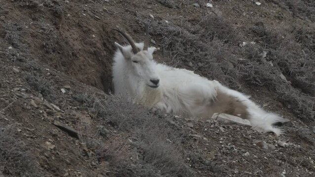 Mountain Goat Lying On Slope In Yukon Territory, Canada. closeup shot