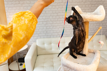 Unrecognizable woman playing with colorful tape with house kitten from scratching post in center of living room