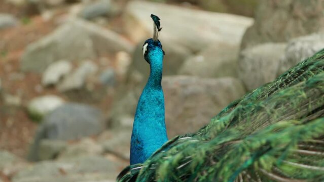 Male Indian Peafowl Showing Tails To Attract Mate During Mating Season. Close-up Shot