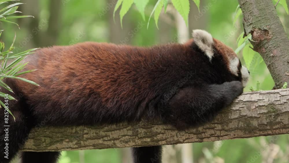 Poster lazy red panda lying on a tree branch while eating bark and leaves. close-up shot