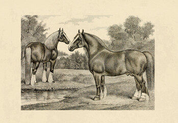Horse illustration