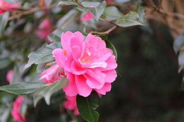 浜松フラワーパークにて６