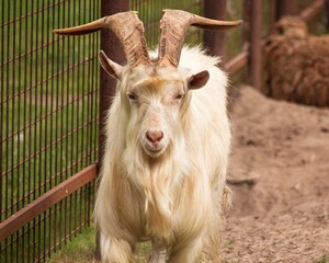 White goat with big horns on the farm