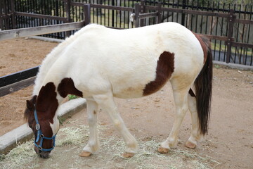 浜松市動物園５