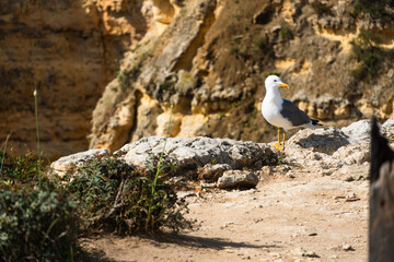 Seagull on the Algarve coast. Praia da Marinha beach. Yellow-legged gull (Larus michahellis).